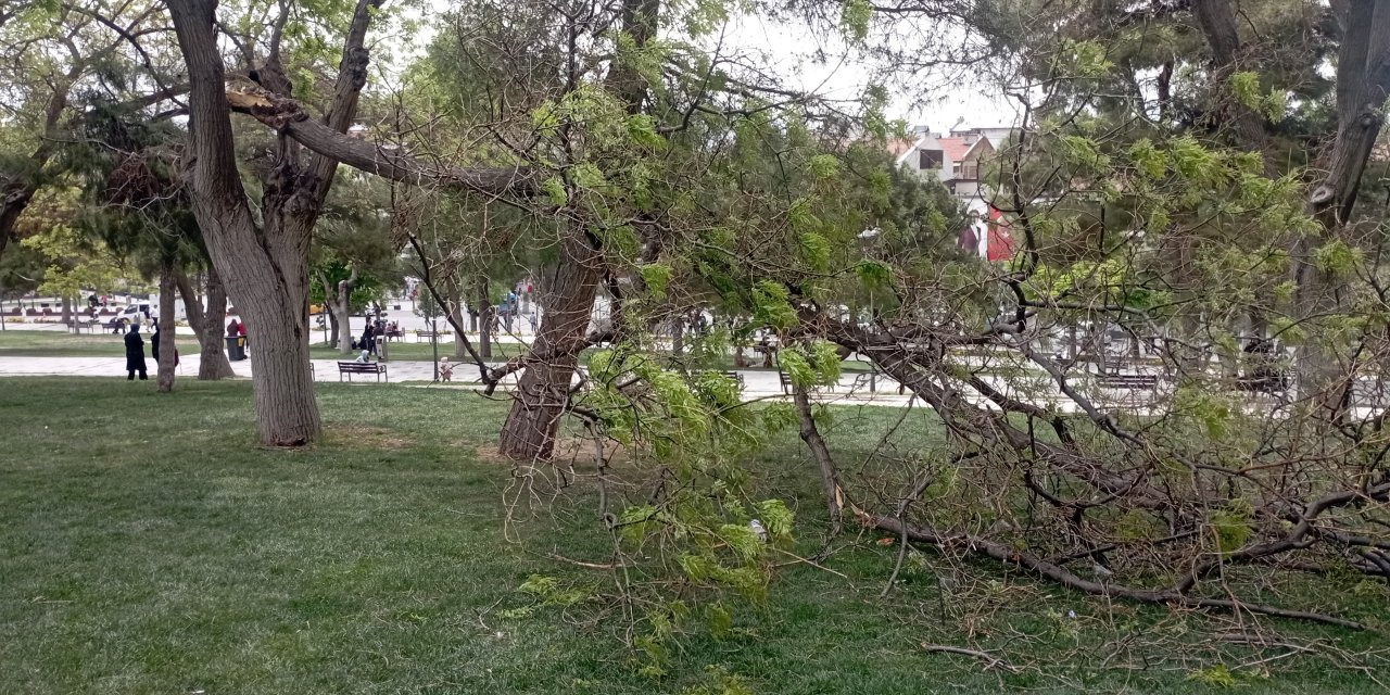 Konya'da rüzgarın kırdığı dalın altında kalan genç yaralandı