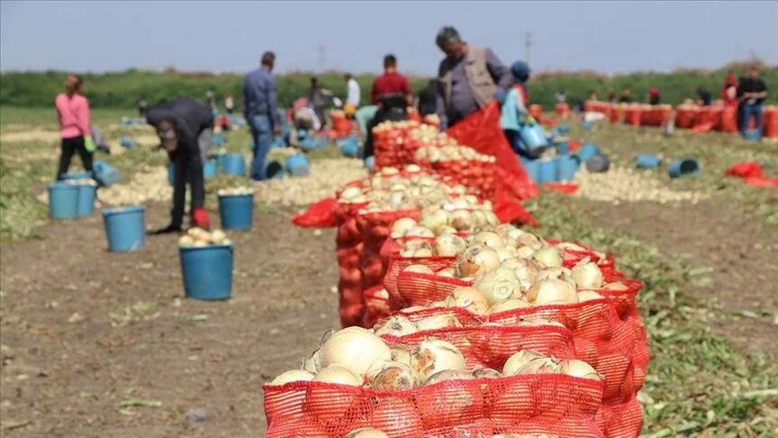 Soğanın tarlada fiyatı 4 liraya kadar indi