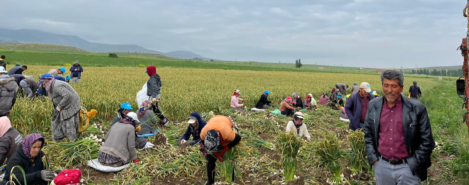 Sağanak yağış sarımsak tarlalarını vurdu