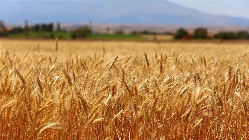 Konya'daki çiftçinin yüzü gülüyor, buğday fiyatlarında dev gelişme yaşandı