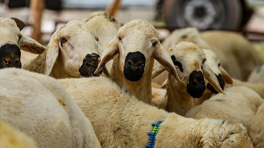 Kurban Bayramı'nda 69,3 milyar liraya yakın para harcanacak