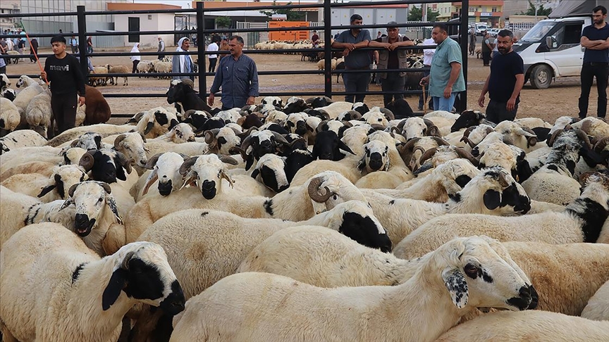 155 bini aşkın kurban sevk edilecek