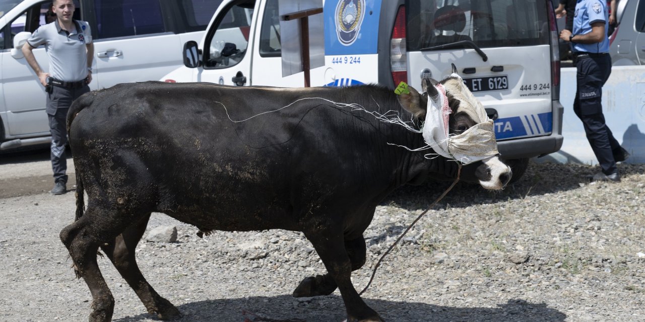 Kurban pazarında kaçan boğa çevredekilere zor anlar yaşattı