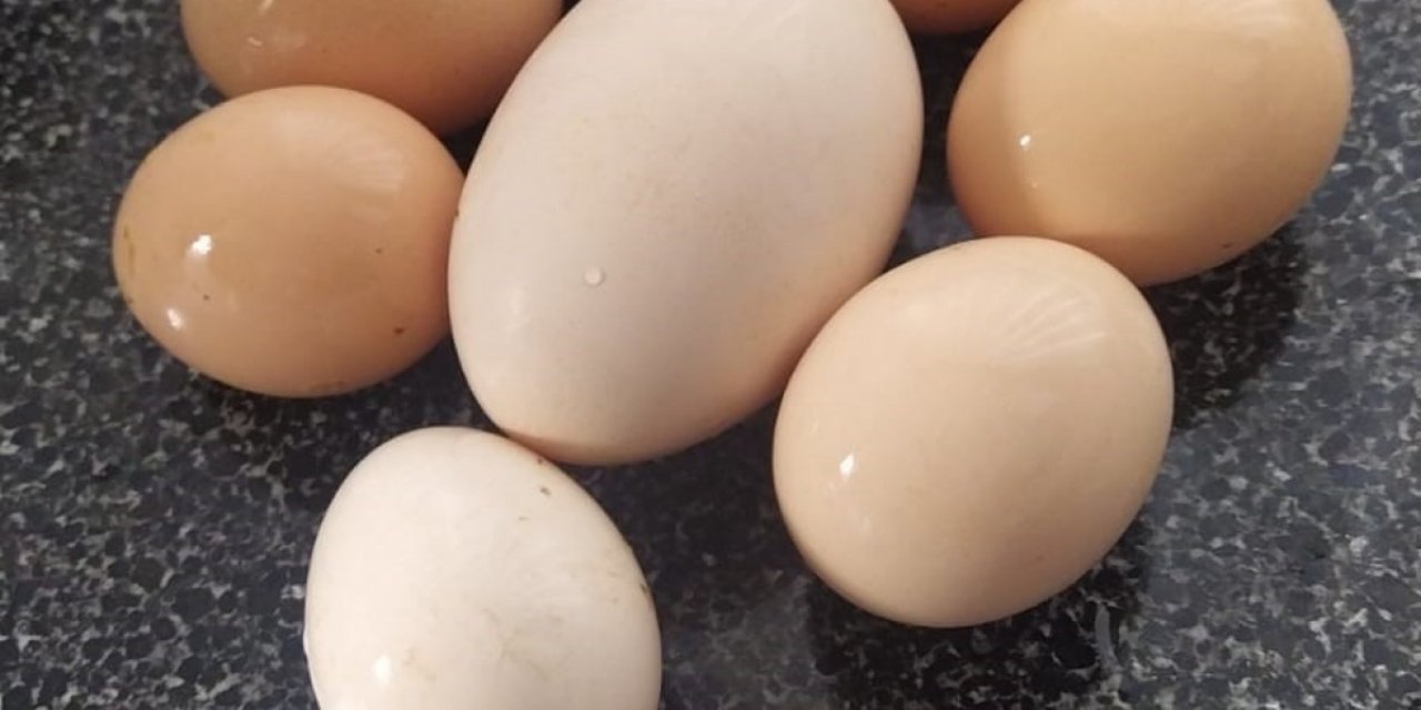 Birçok kişi bilmiyor oysa çöpe atılmamalıymış: Haşlanmış yumurta kabuklarının 5 kullanım alanı