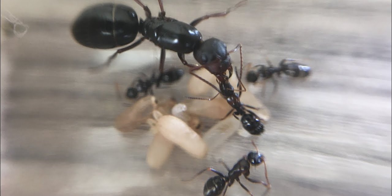 Karınca bu yüzden eve geliyor! İşte karıncaları evinizden uzak tutan o yöntem