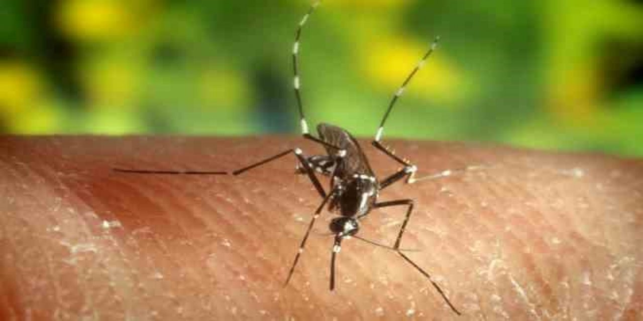 Sivrisineklerin en çok ısırdığı kan grubu; Araştırmayla kanıtlandı