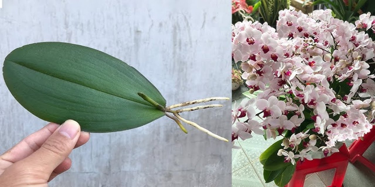 Solmakta olan orkideyi kurtarma yöntemi. Orkideyi çöpe atmadan önce mutlaka deneyin