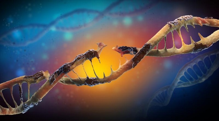 DNA hasarını önlemek mümkün olabilir mi?