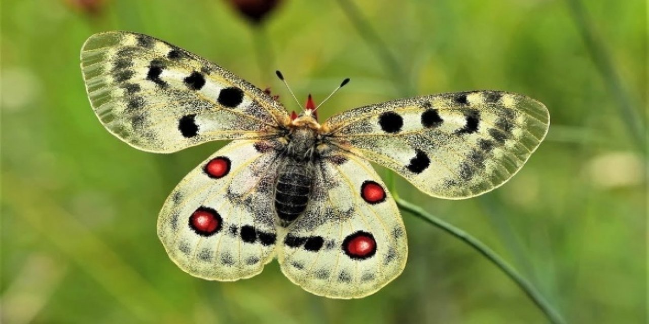Kelebekler hakkında bilinmeyen 10 ilginç bilgi. Birçok kişi onlar hakkında bilgiye sahip değildi