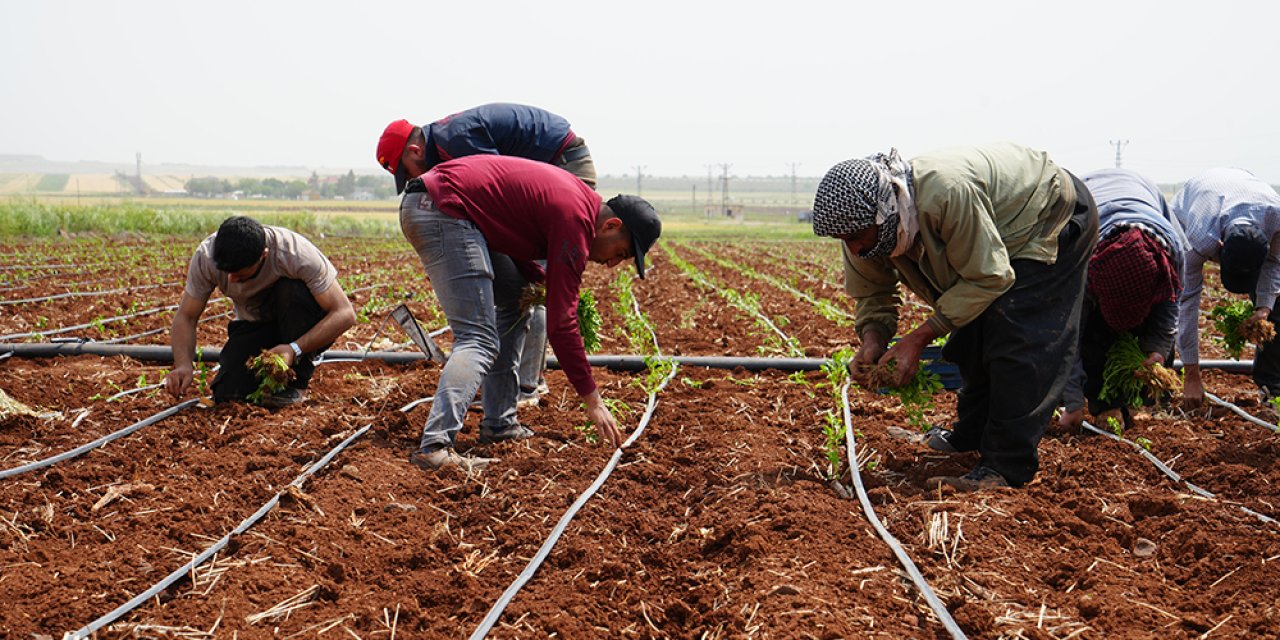 Zor şartlarda çalışan çiftçiler, 1 Mayıs’ta tarlalarını boş bırakmadı