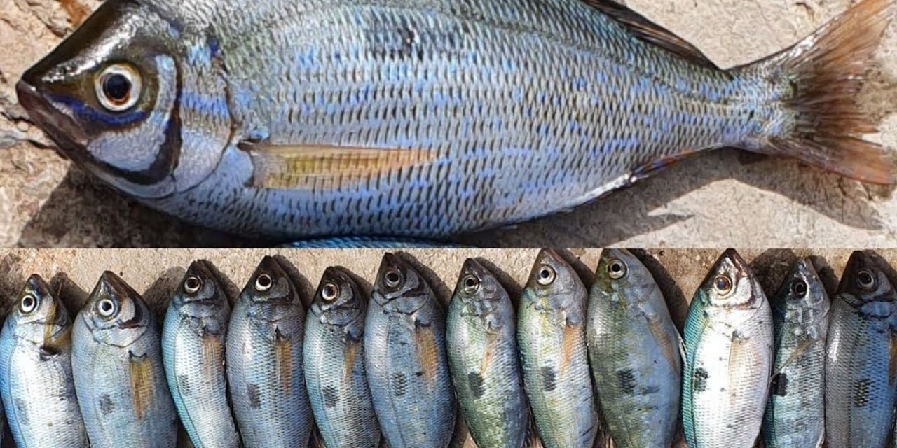 Mayıs ayında mutlaka tüketilmesi gereken balıklar. Sağlık ve şifa deposu özellikleri bulunuyor