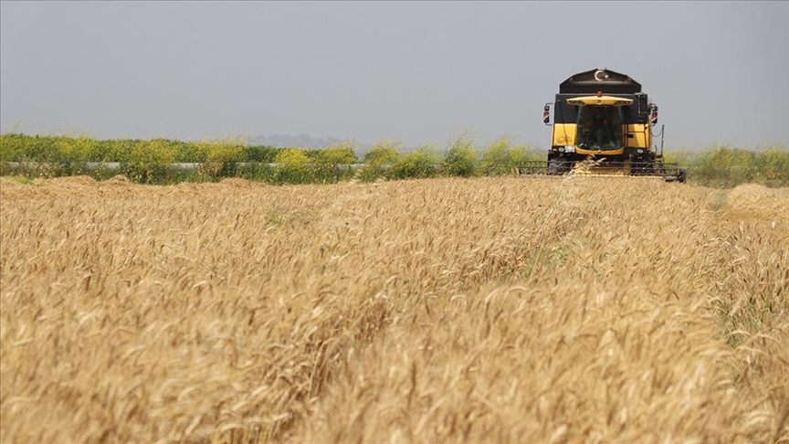 Konyalı çiftçiler buğday fiyatlarını umutla bekliyor