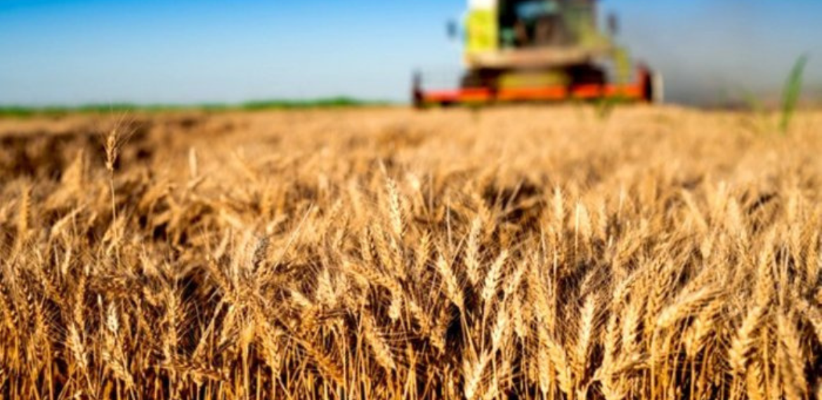Çiftçilerin beklediği haber geldi! TMO buğday alımına başlıyor