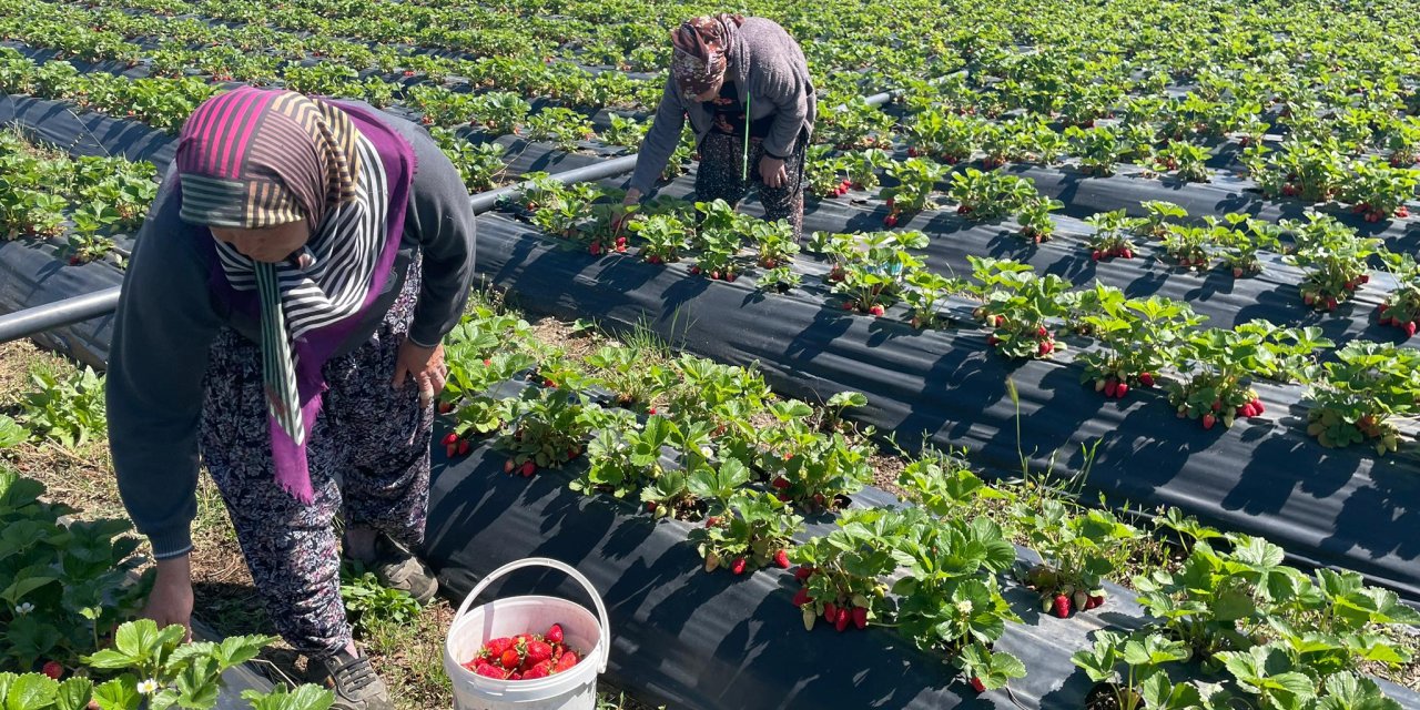 Konya'da üreticinin yüzü gülüyor, hasat mesaisi başladı