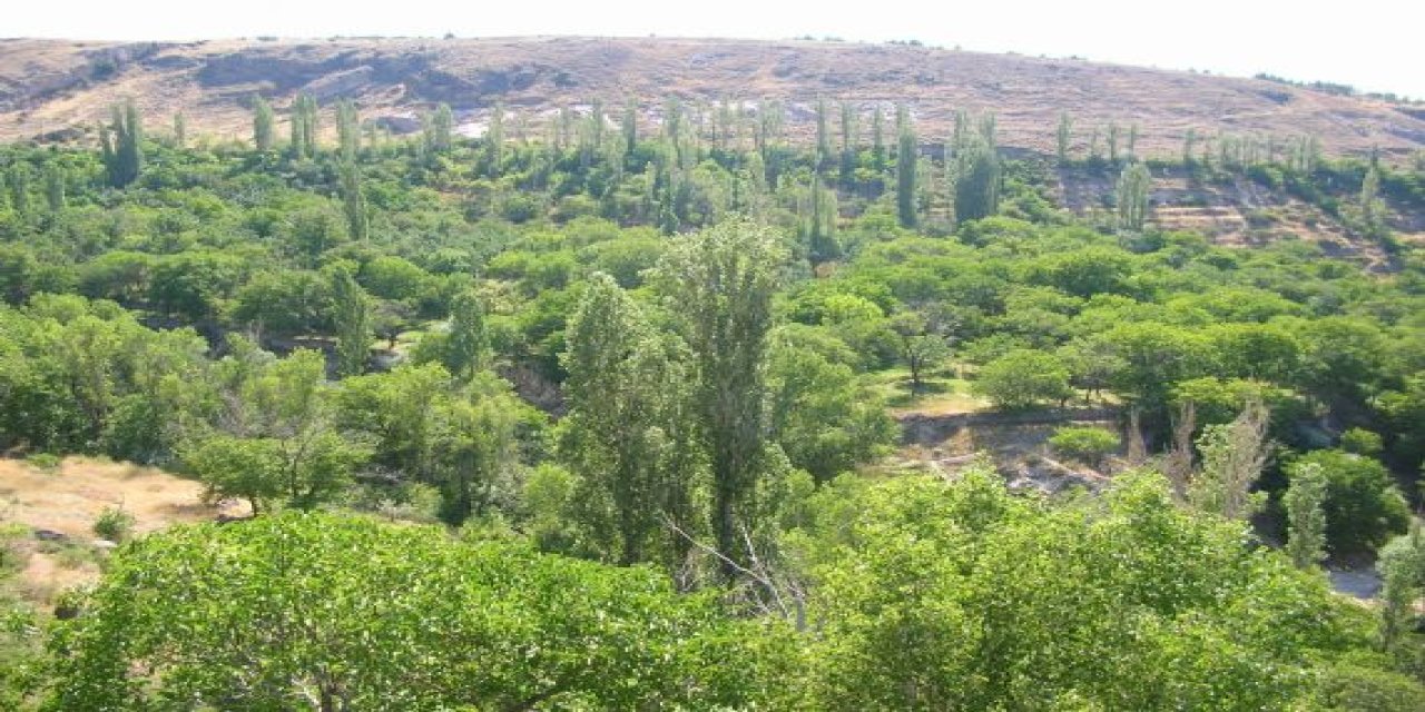 Gesi Bağları koruma altına alınacak