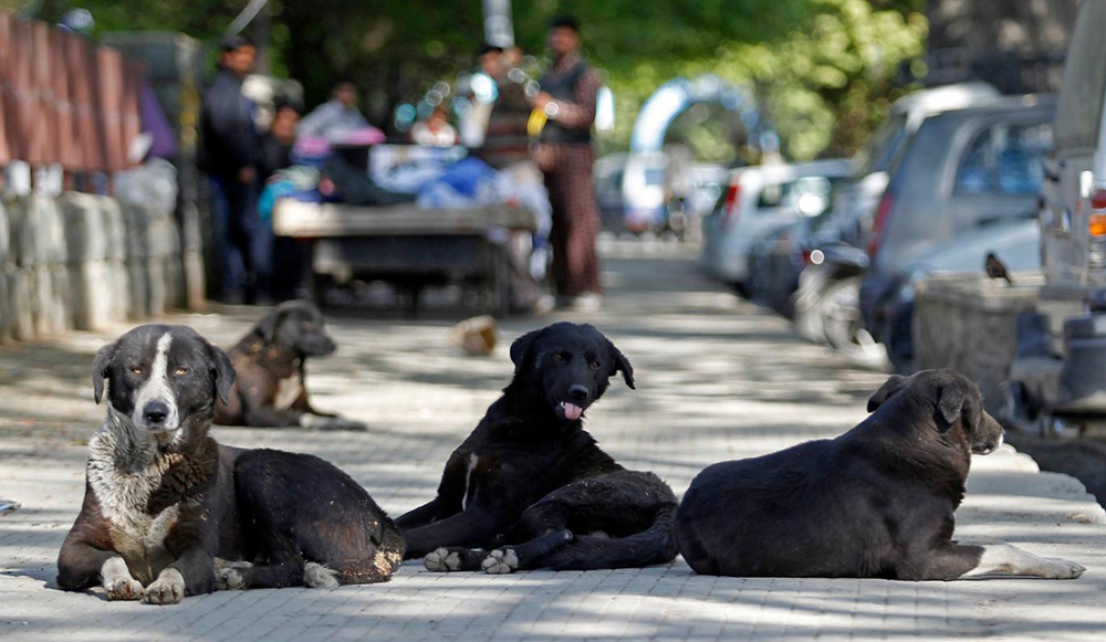 Konya'da lise öğrencisi kıza başıboş köpekler saldırdı