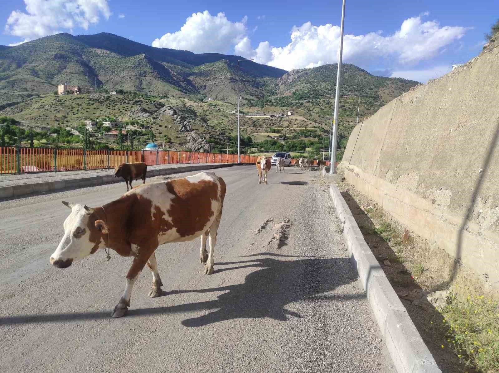 Bu sefer köpekler değil, başıboş inekler zor anlar yaşattı