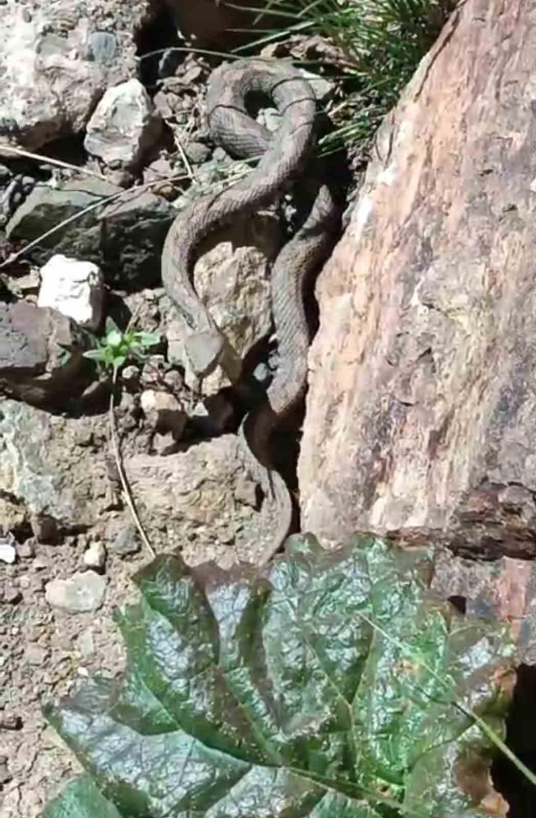 Türkiye'nin en zehirli yılına o ilde ortaya çıktı