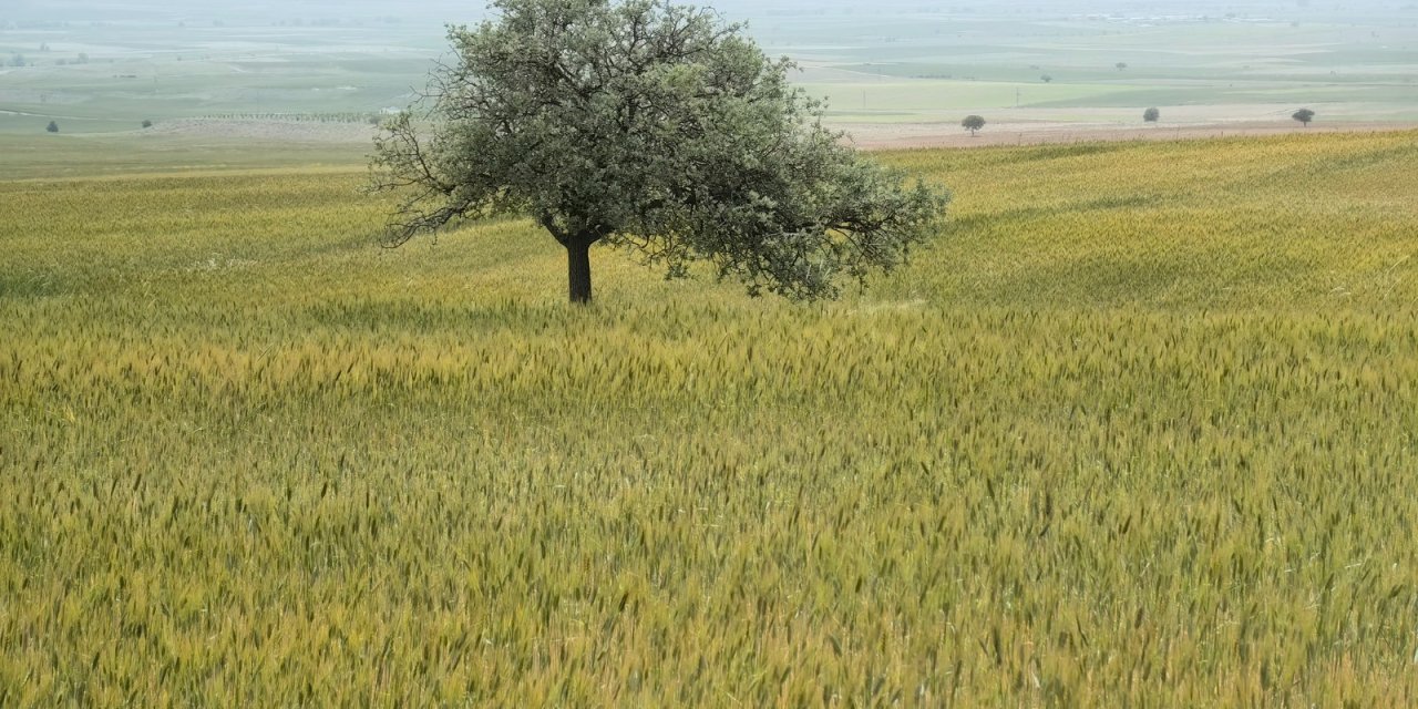 Çiftçileri zor günler bekliyor. Tahıl ambarı Konya’yı kuraklık vurdu