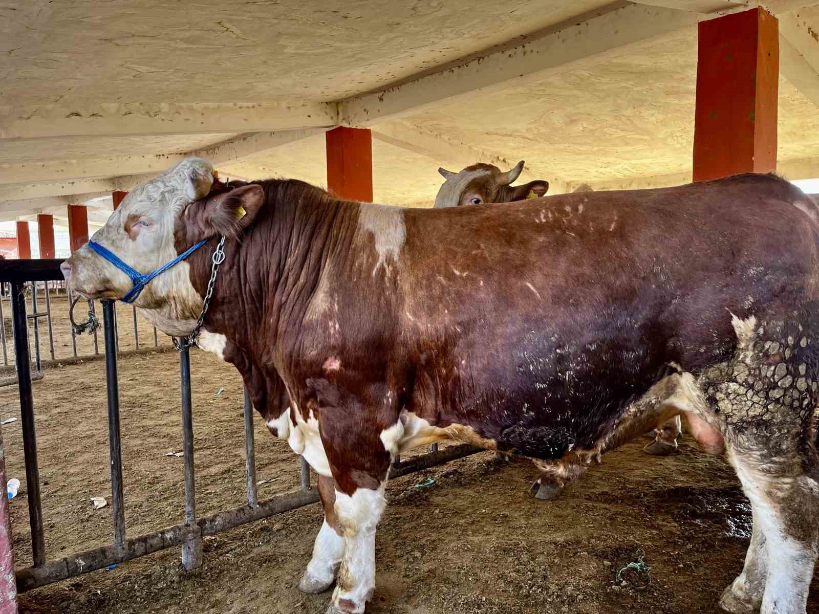 Akşehir'de kurban yakalama timi göreve hazır