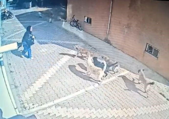 Konya'da köpeklerin saldırısına uğrayan genç kız, o anları anlattı