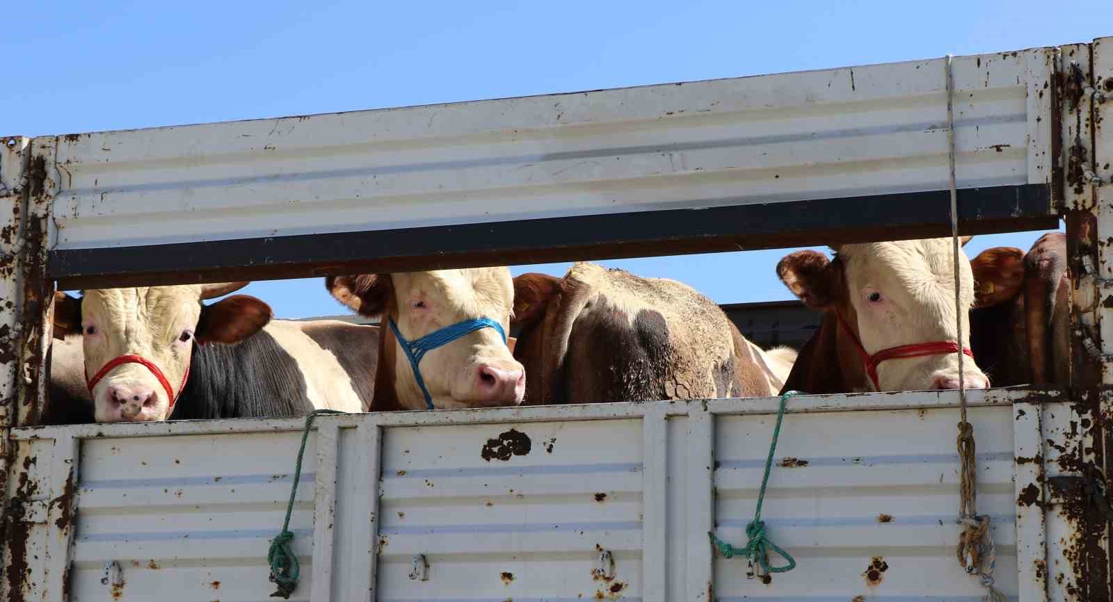 Kurbanlıkların canlı ağırlık kilo fiyatları 250 lira