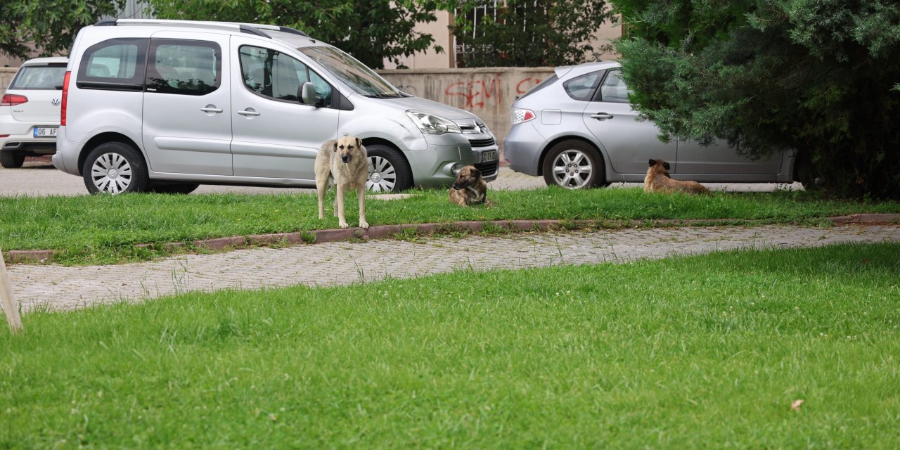 Konya'da köpek terörü! Genç kızı ısırdılar