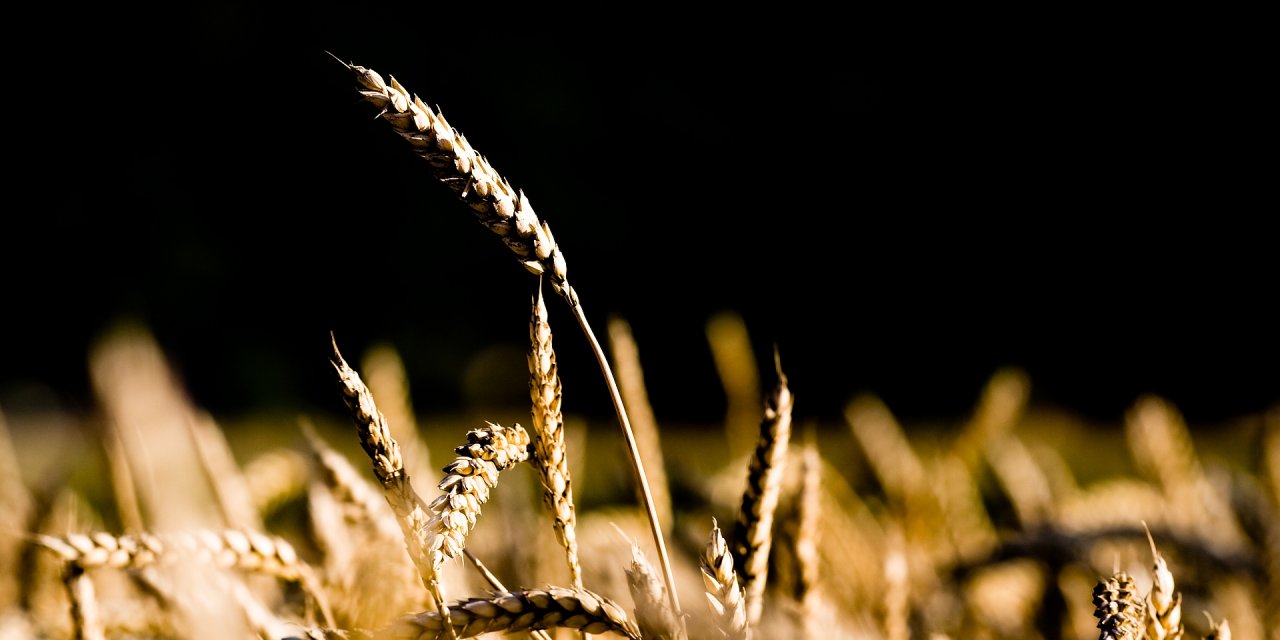 Konyalı çiftçiler düşünceli! Makarna ve ekmeklik buğday fiyatı dibi gördü