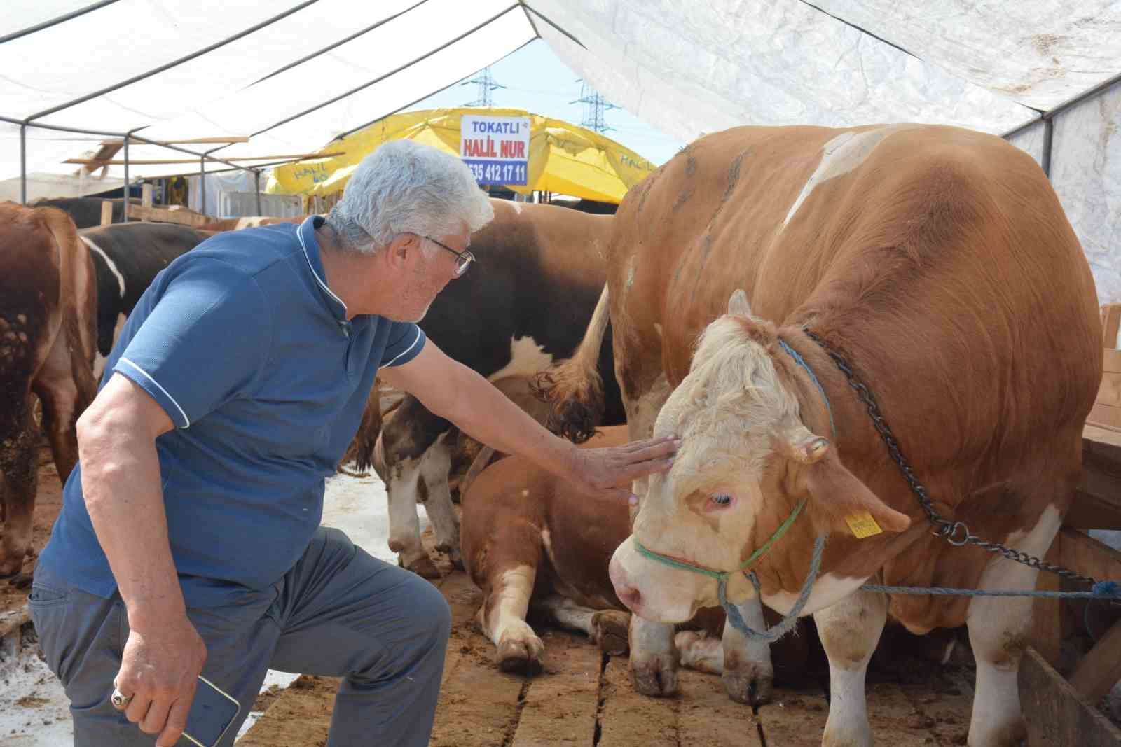 Kurbanlık hayvanlara tedbir! Şap hastalığına geçiş verilmeyecek