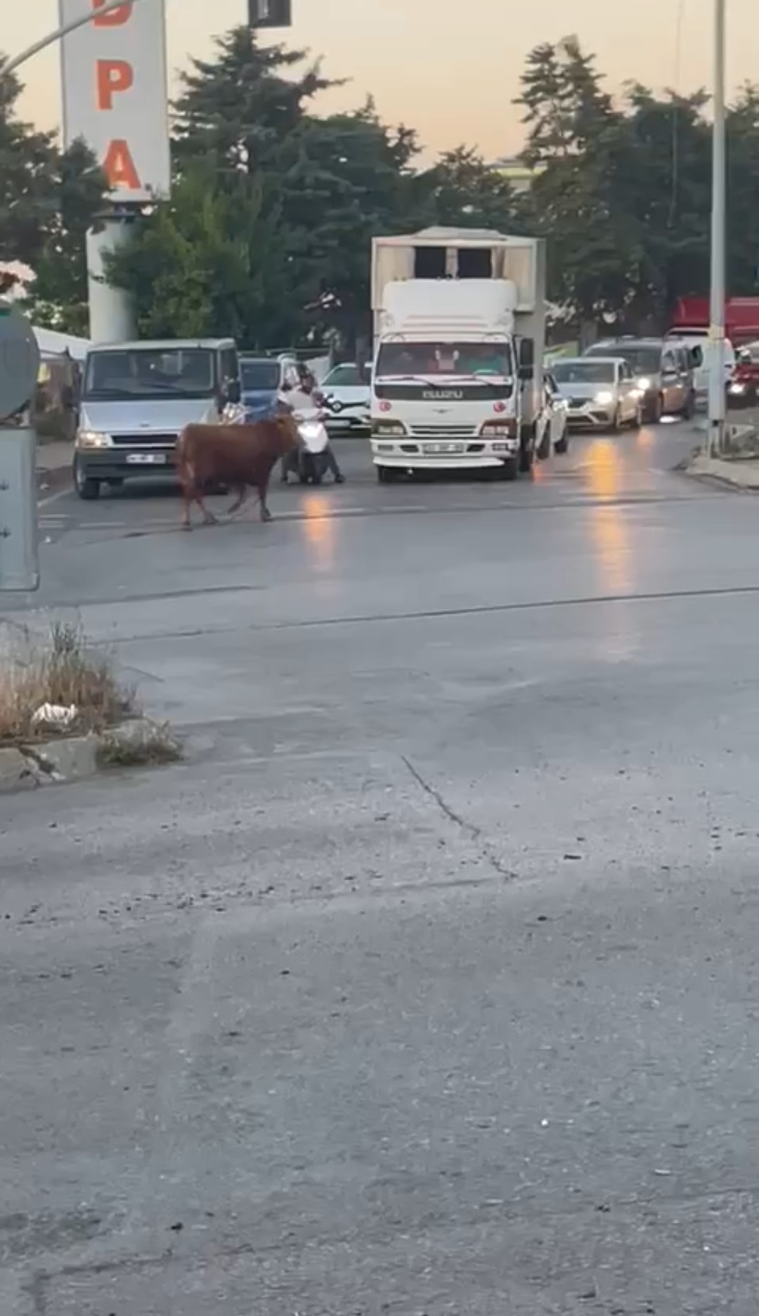 Kaçan kurbanlık vatandaşlara zor anlar yaşattı