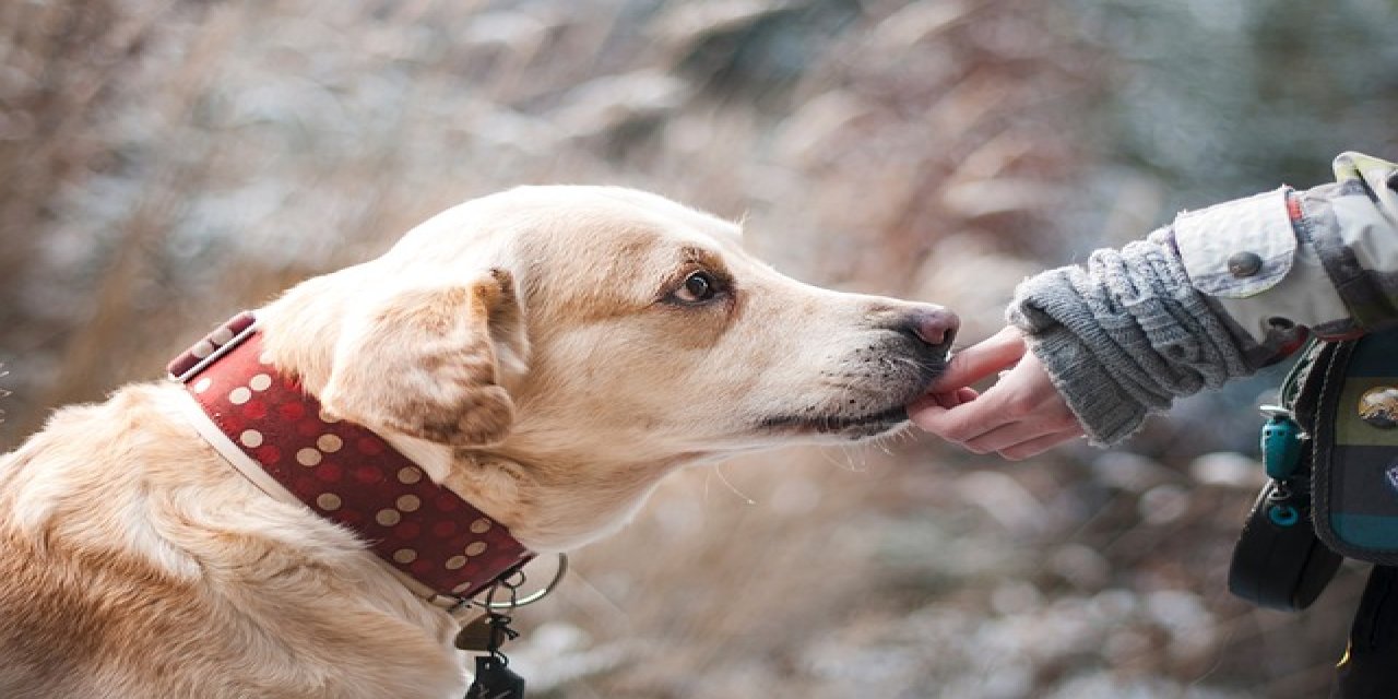 5 günde köpeğinize tuvalet eğitimini öğretin: İşte tüm eğiticilerin denediği yöntemler