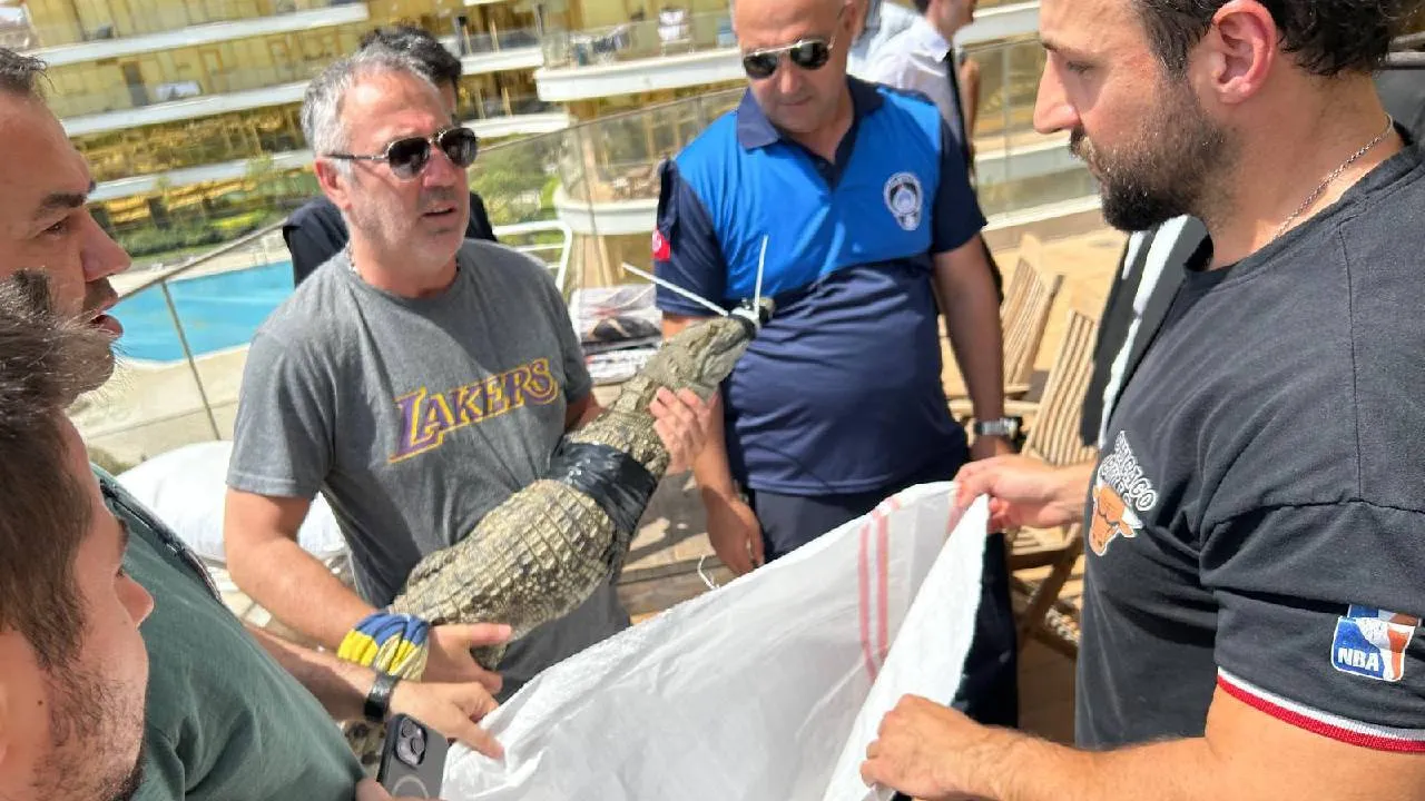 Timsaha tasma takıp gezdirdi