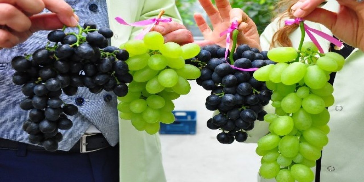 Hangi üzüm daha faydalı? Yeşil mi yoksa siyah üzüm mü? Uzman görüşü ne diyor...