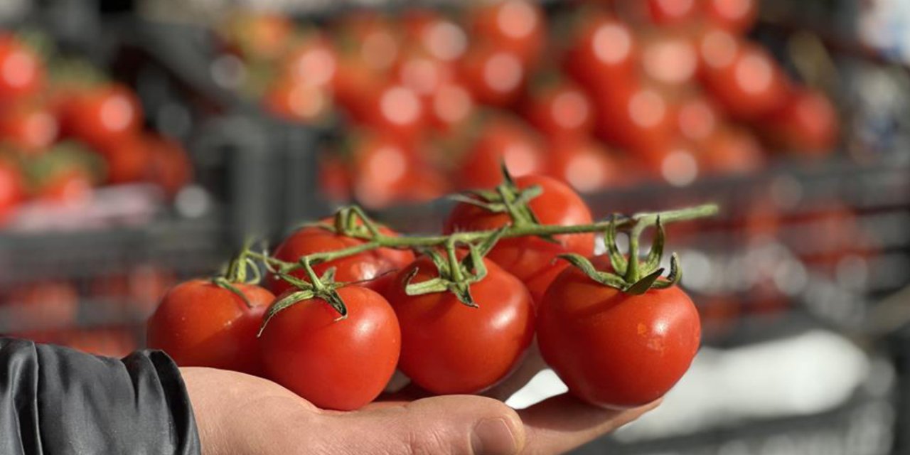 Taze ve Organik domates nasıl anlaşılır? İşte Organik domatesi anlamanın yolu