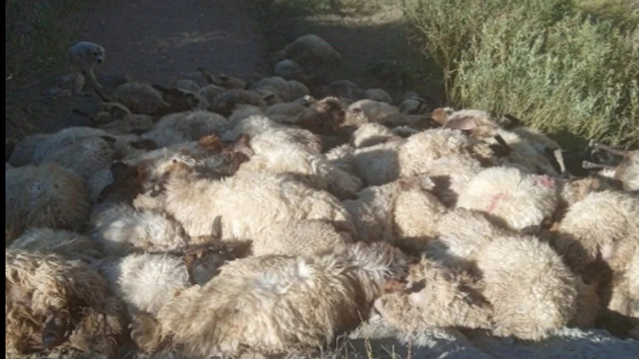 Kurtlar sürüye saldırdı: 120 koyun telef oldu