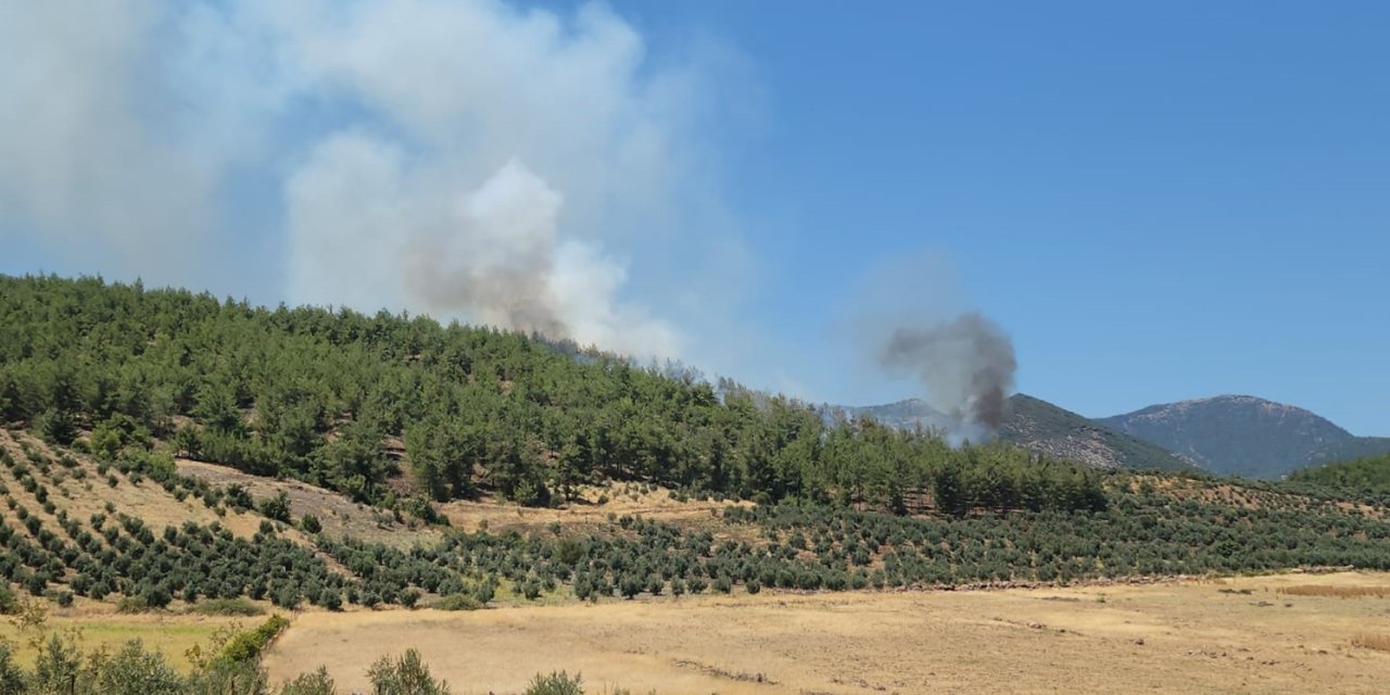 Hatay'da orman yangını