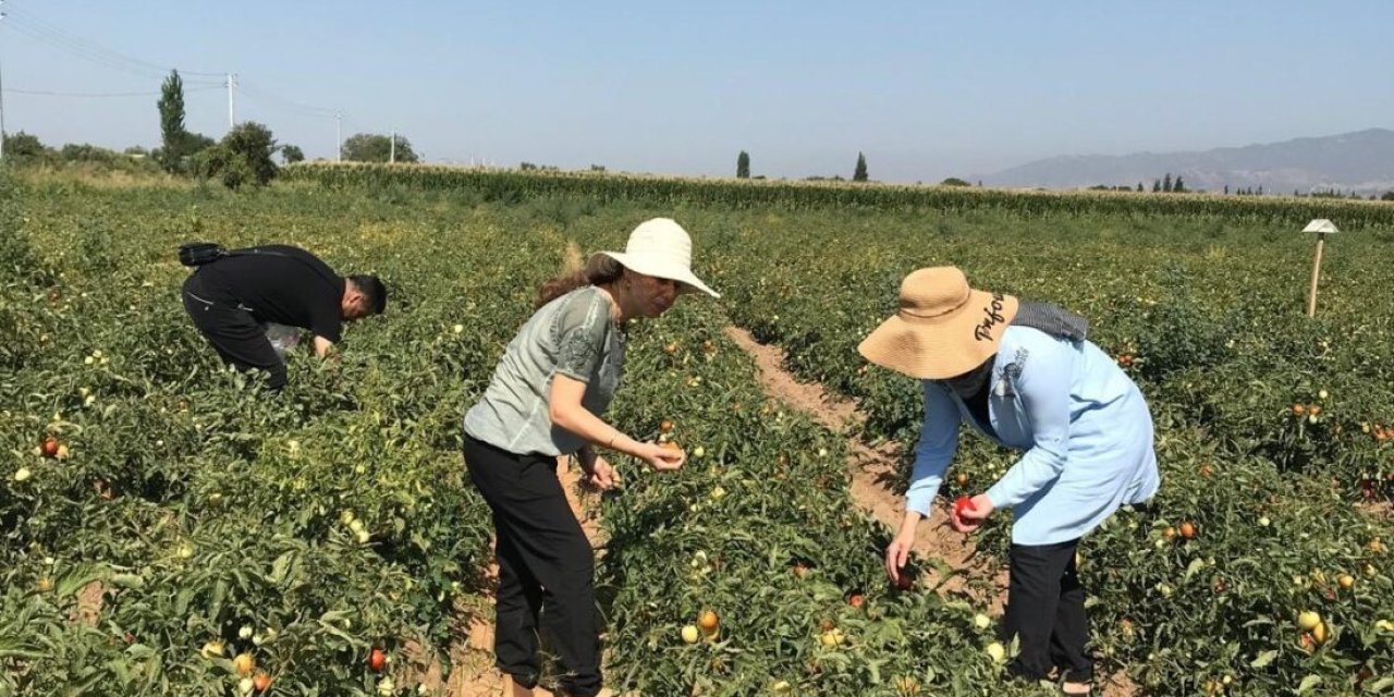 Fiyatı tarlada 2 liraya kadar düştü: Hasadı ülke genelinde bol olacak