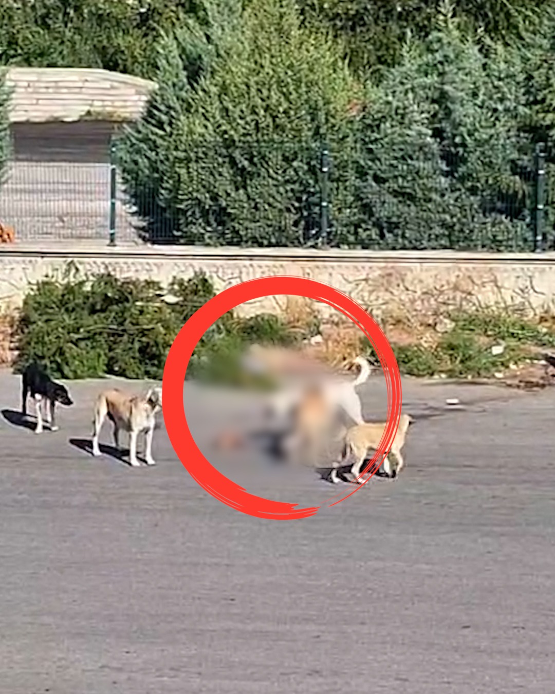 Konya'nın merkezinde aç kalan köpekler leş yedi!