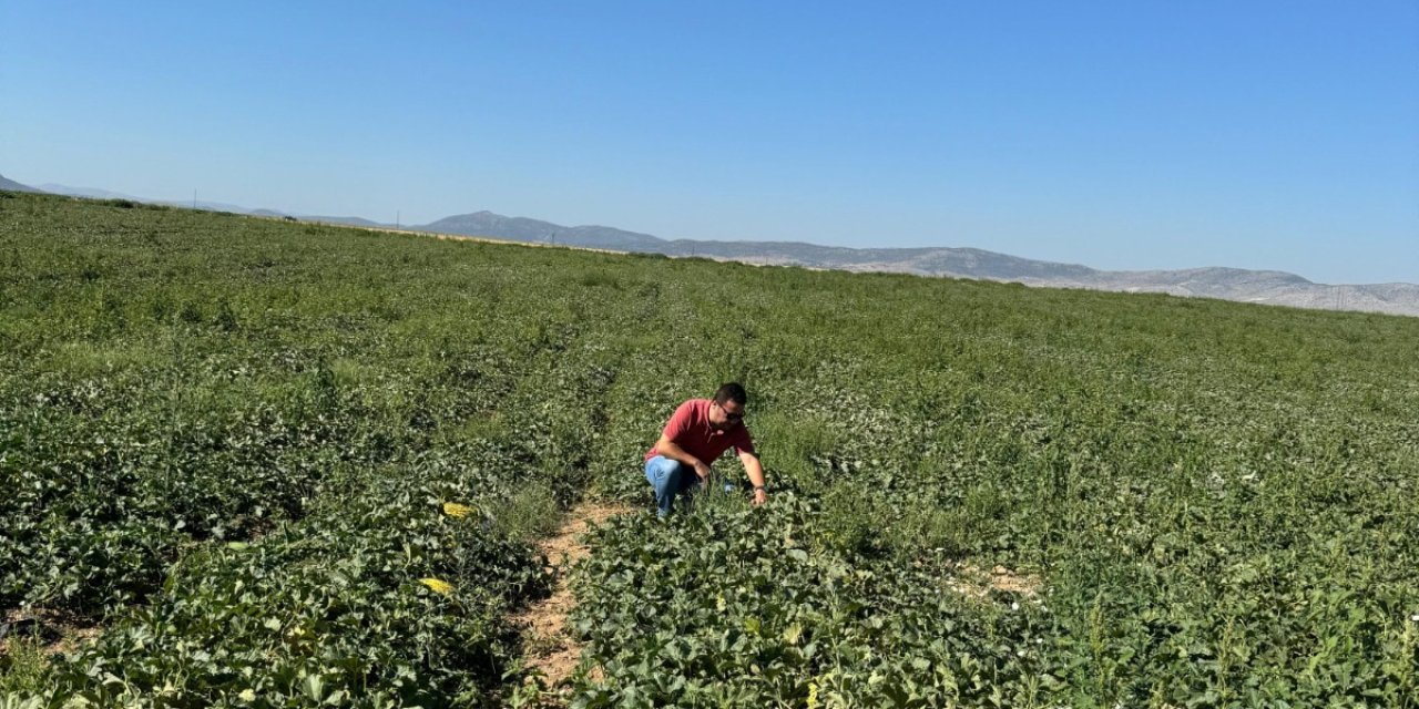 Konya'daki çiftçileri bu sefer hastalık düşündürüyor! Can sıkmaya başladı