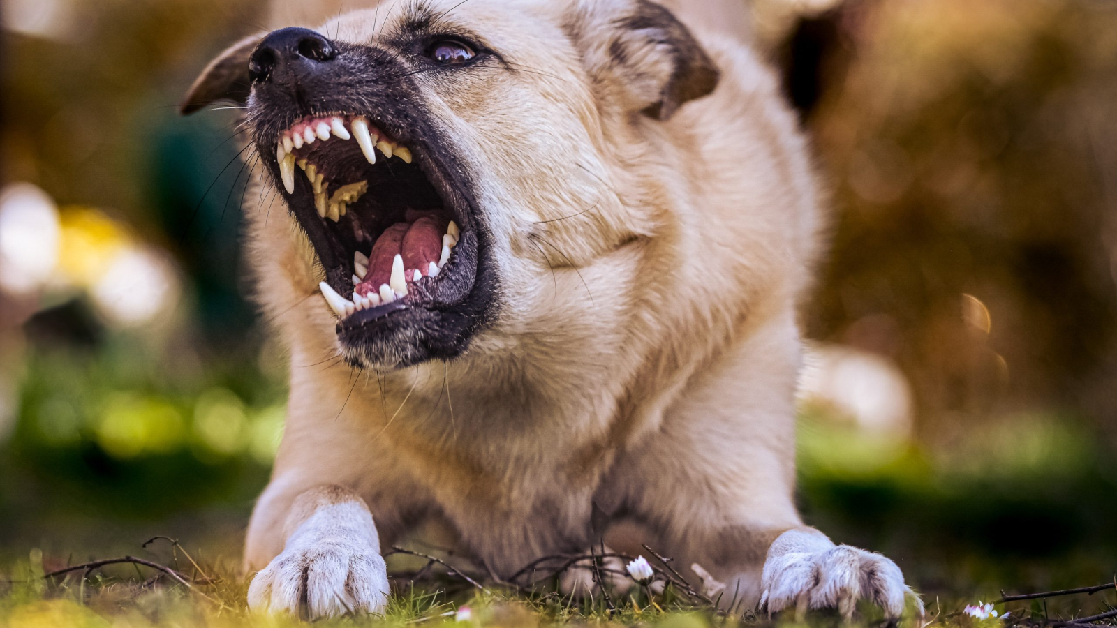 Çoban köpeğinin saldırdığı çocuk yaralandı