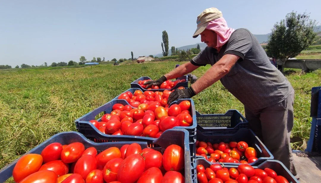 Salçalık domates rekoltesinde artış bekleniyor! Fiyatlar düşecek mi?