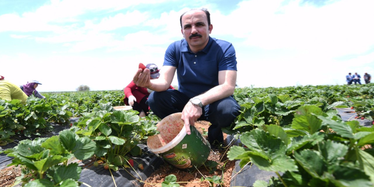 Konya'nın çileği AB tescili aldı! Altay'dan tebrik mesajı