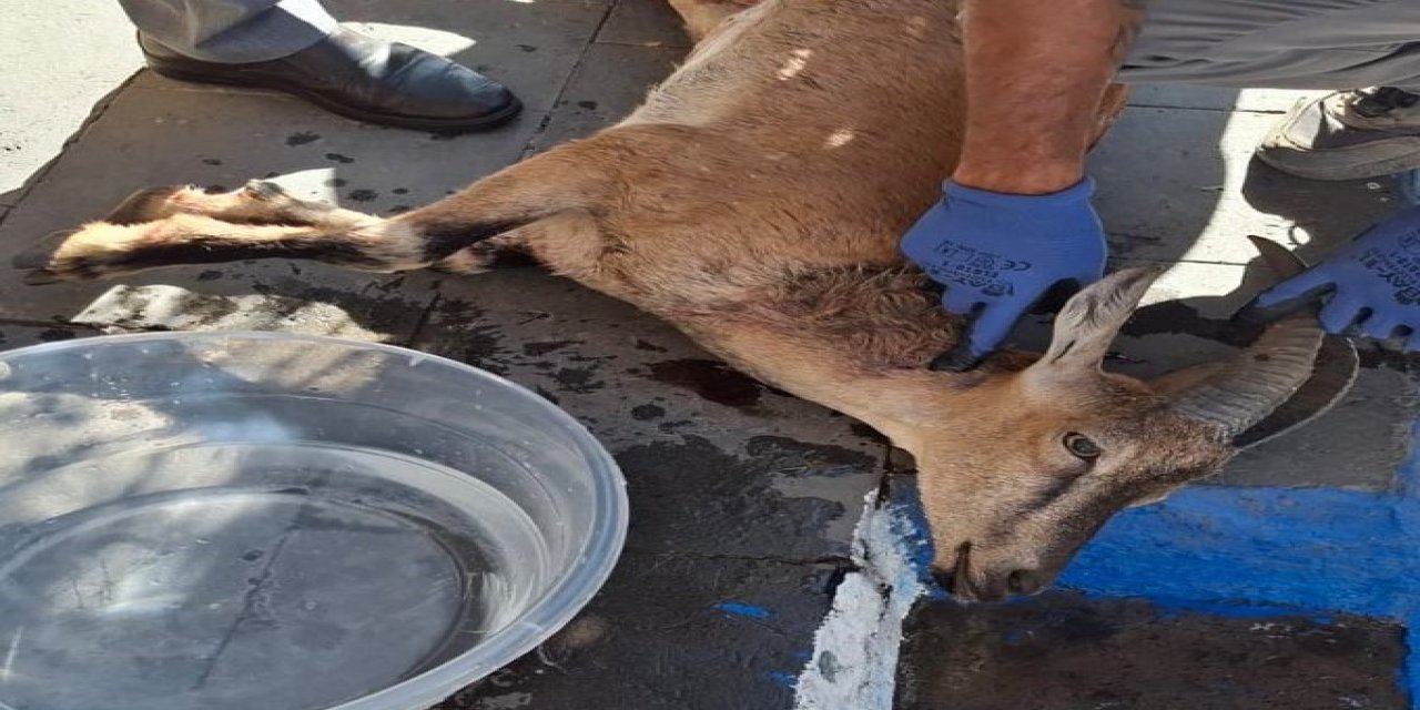 Başıboş köpekler koruma altındaki yabani keçiyi parçaladı