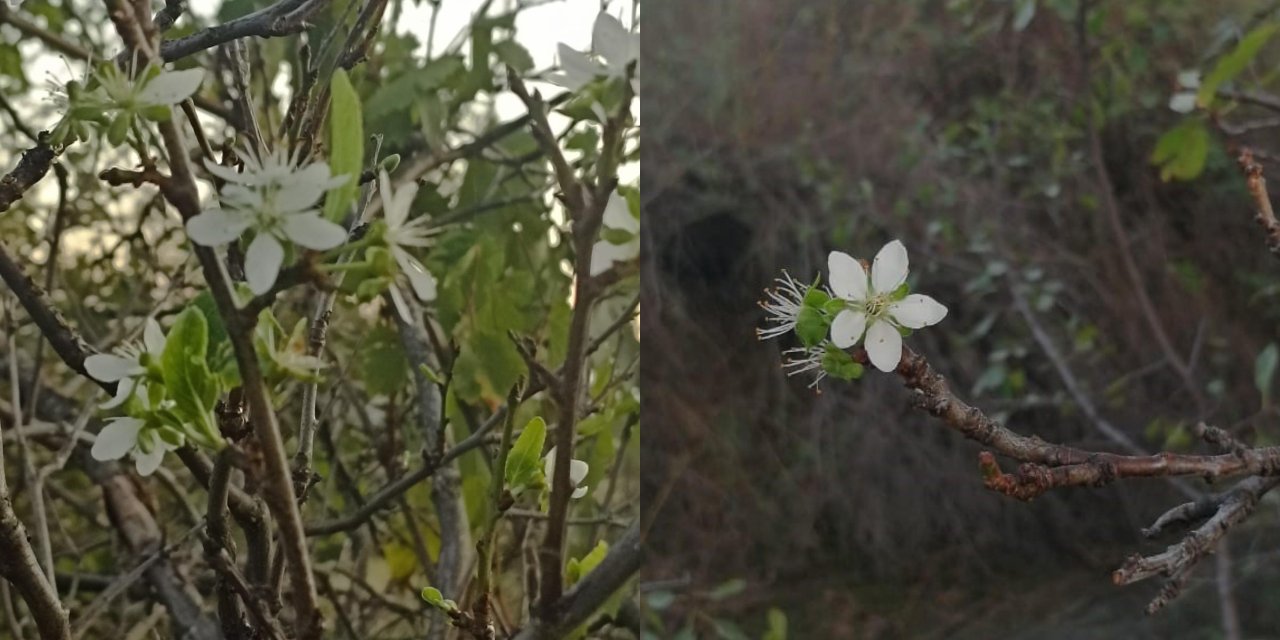 Ağaçlar ikinci kez çiçek açtı