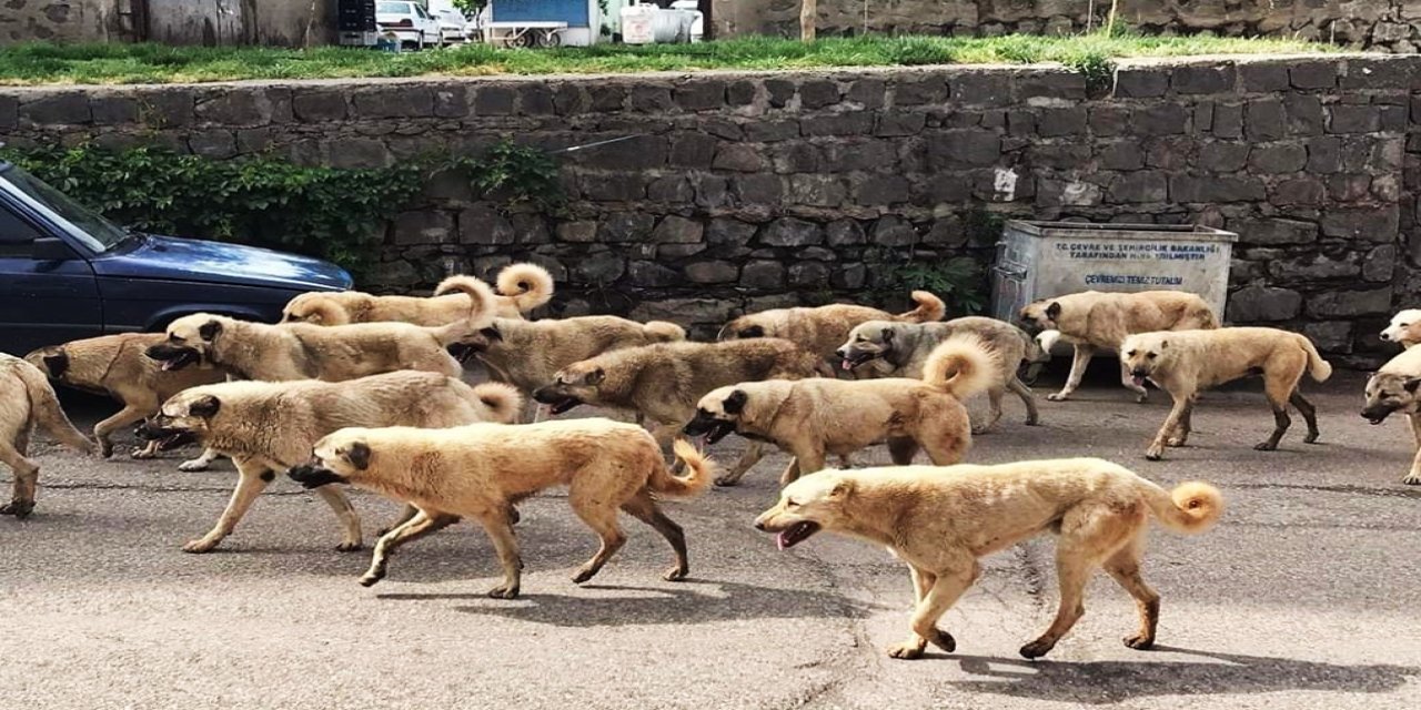 Her gün yeni bir saldırı gerçekleşiyor! Yasa ne zaman uygulanacak?