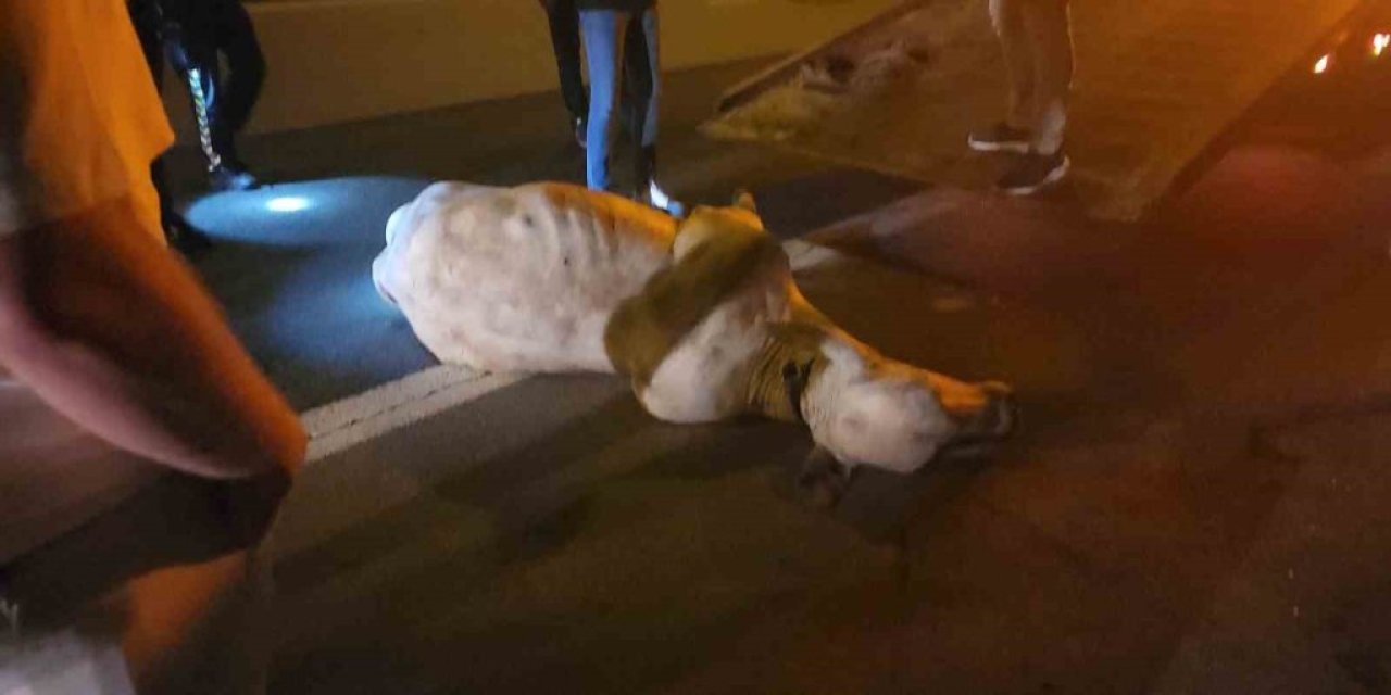 Tırdan kaçarak otoyolda trafiği durduran angus, iğneyle vurularak yakalandı