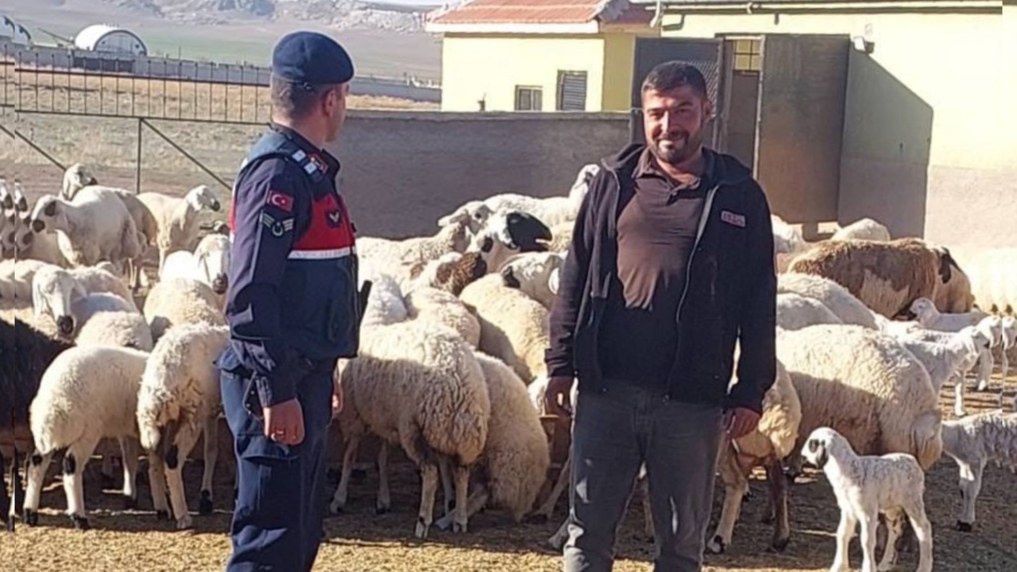 Konya'daki çobanın imdadına jandarma yetişti