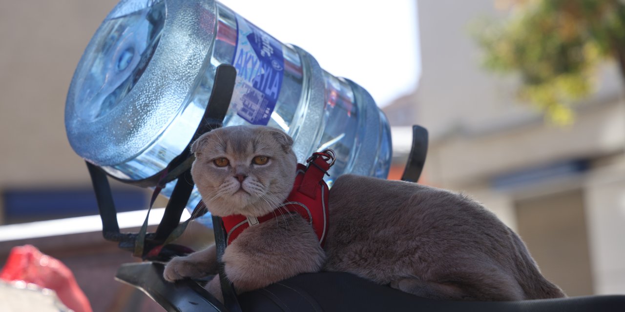 Konya'da bir kedi sahibiyle beraber sipariş dağıtıyor