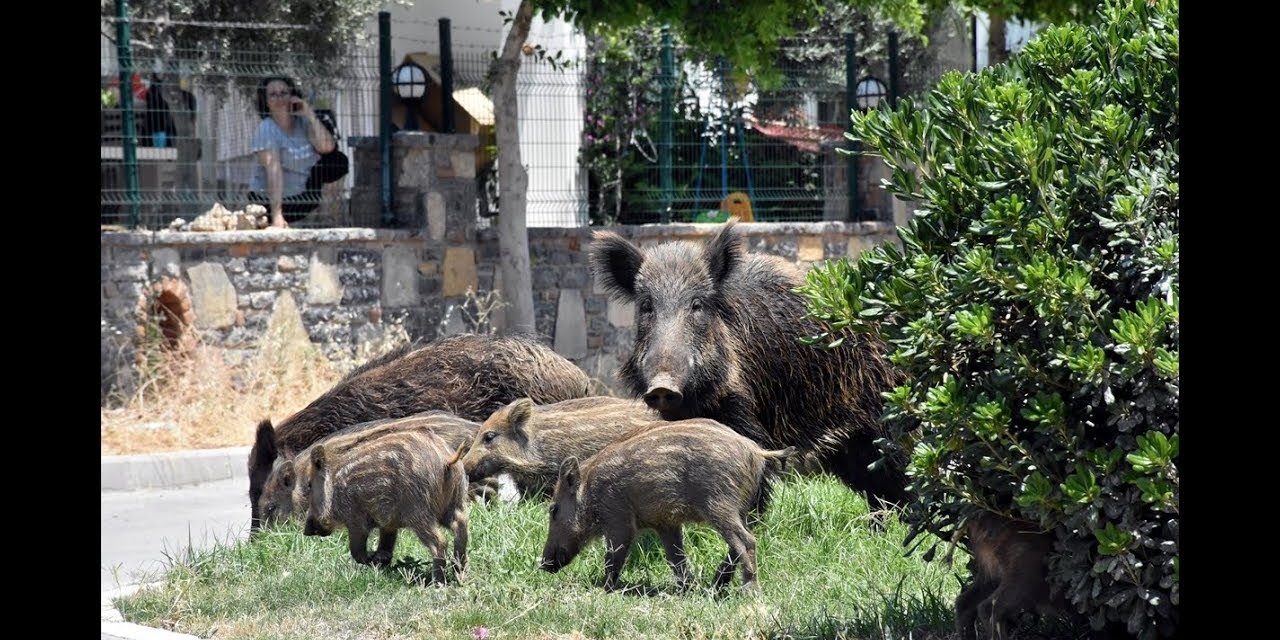 Başıboş köpekten sonra başıboş domuz sorunu: 1 kişi yaralandı