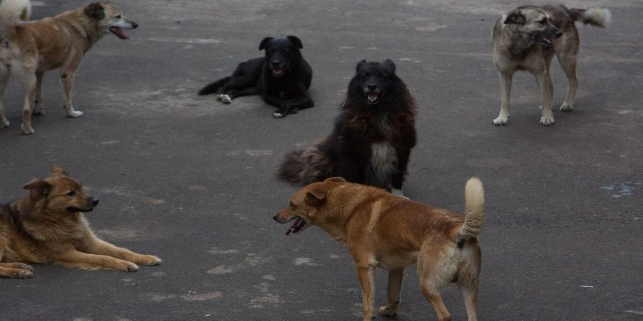 Başıboş sokak köpeklerinden kaçmak isterken ölümden döndü